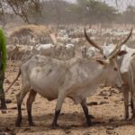 De onrust onder de inwoners van Thiancone Hiray in Matam