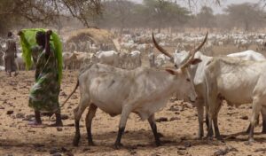 De onrust onder de inwoners van Thiancone Hiray in Matam