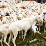 Bevoorrading van de Tabaski-schaapmarkt: de overheid zet haar maatregelen in werking