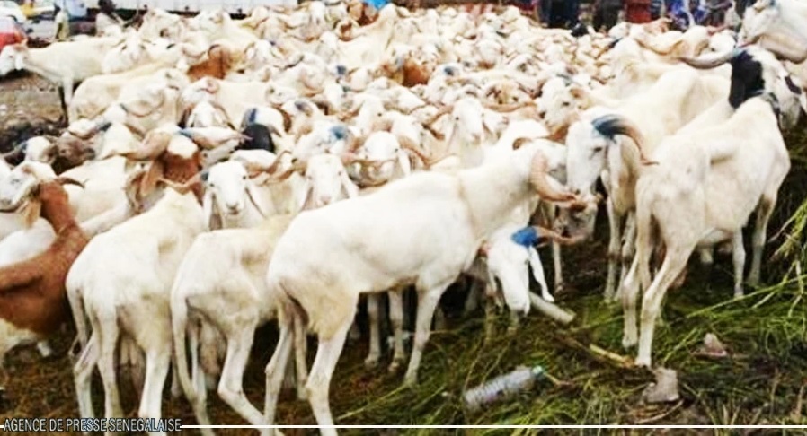 Bevoorrading van de Tabaski-schaapmarkt: de overheid zet haar maatregelen in werking