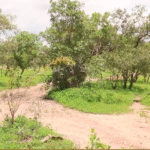 Vrouwen aan kop bij bosherstelinitiatieven in Goudiry
