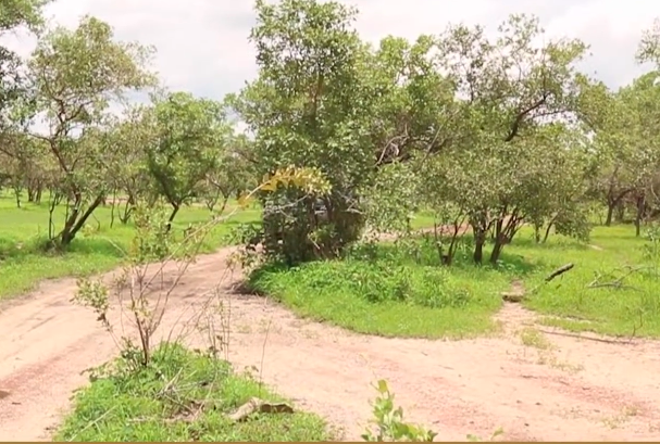 Vrouwen aan kop bij bosherstelinitiatieven in Goudiry