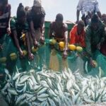 CONAPED pleit voor een herontwerp van het visserijbestuur in Senegal