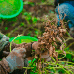 Aflasafe: Senegalese aanpak tegen aflatoxine-gerelateerde kanker door pinda's