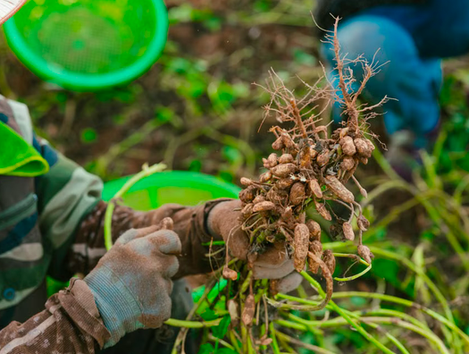 Aflasafe: Senegalese aanpak tegen aflatoxine-gerelateerde kanker door pinda's