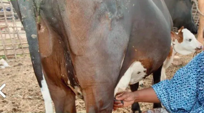 Melk in Senegal: strijd om voedselsoevereiniteit ondanks 65 miljard FCFA aan importen