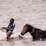 Bijna 6,8 miljoen schapen en geiten gevaccineerd in Senegal