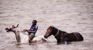 Bijna 6,8 miljoen schapen en geiten gevaccineerd in Senegal