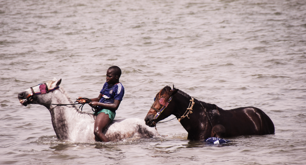 Bijna 6,8 miljoen schapen en geiten gevaccineerd in Senegal