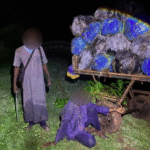 Drugshandel: 427 kg cannabis in Mbodiène (Senegal) in beslag genomen