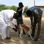 Hondsdolheid bij dieren in Senegal: 35 gevallen geregistreerd tussen januari en augustus 2026 in 11 regio's