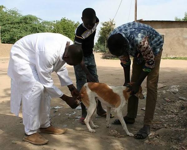 Hondsdolheid bij dieren in Senegal: 35 gevallen geregistreerd tussen januari en augustus 2026 in 11 regio's
