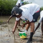 In Mar Lodj zetten vrouwen zich in voor het herstel van de mangrove