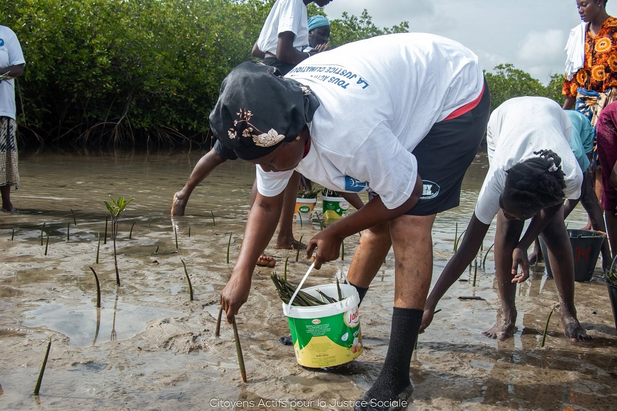 In Mar Lodj zetten vrouwen zich in voor het herstel van de mangrove