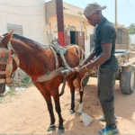In Mboro hangt de rijkdom van Ibrahima Ba af van de gezondheid van zijn paard.