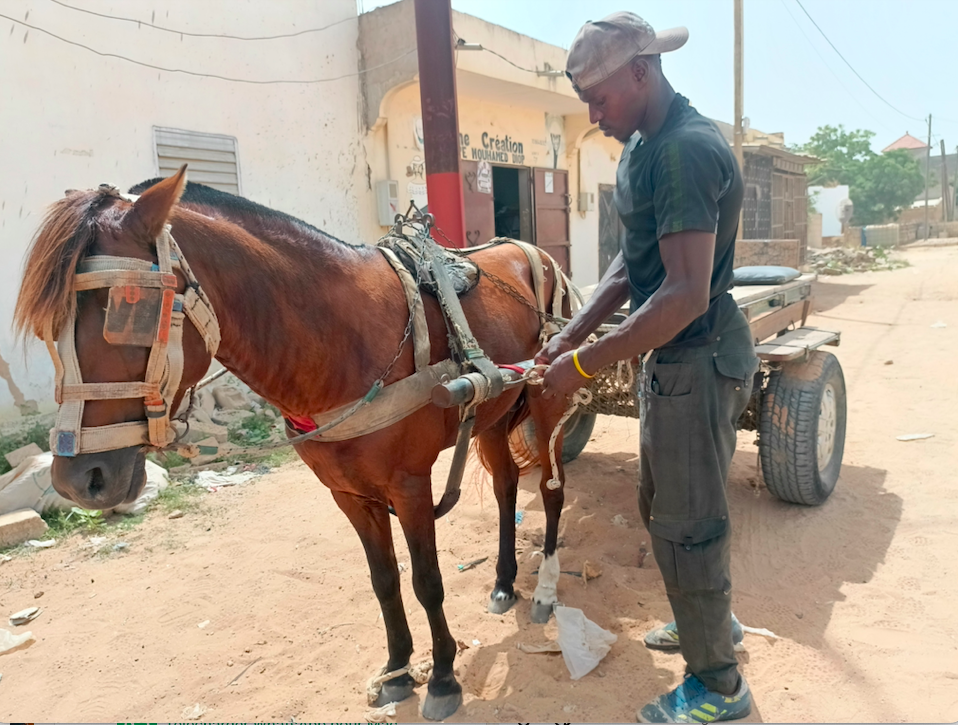 In Mboro hangt de rijkdom van Ibrahima Ba af van de gezondheid van zijn paard.
