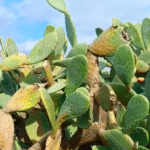 Guembeul: de strijd tegen de cactus om het reservaat te herstellen