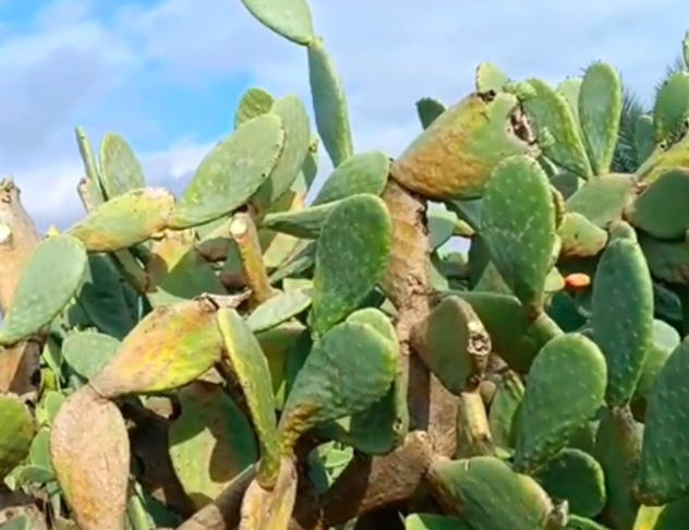 Guembeul: de strijd tegen de cactus om het reservaat te herstellen