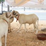 Offerfeest 2026: 900 000 schapen verkocht