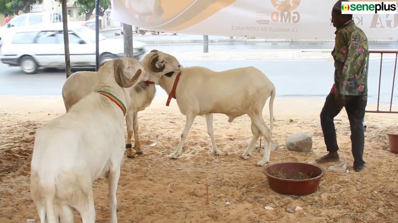 Offerfeest 2026: 900 000 schapen verkocht